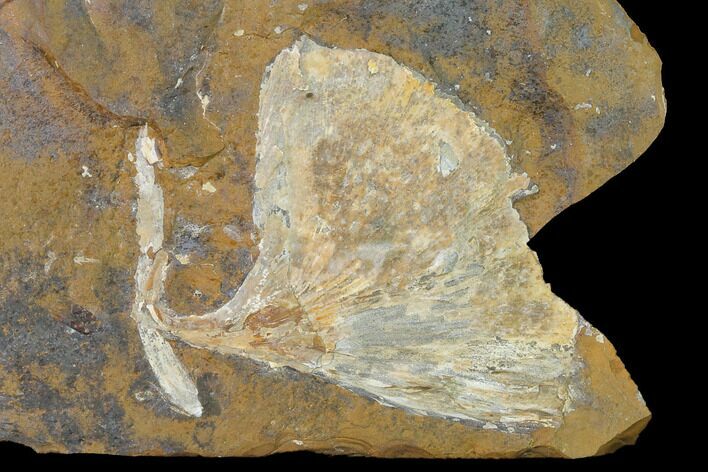 Fossil Ginkgo Leaf From North Dakota - Paleocene #145318